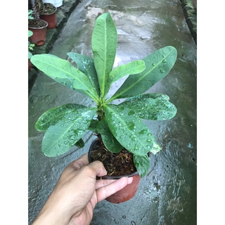 cây xương rồng bát tiên