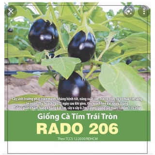 Hạt giống cà tím trái tròn 206