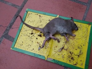 MIẾNG DÁN CHỐNG CHUỘT
