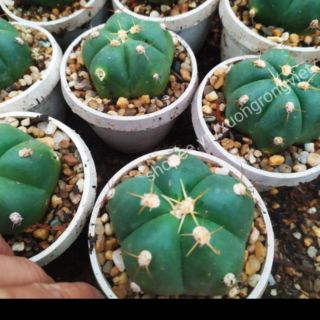 Xương rồng gym bánh bao