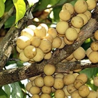 Cây bòn bon thái
