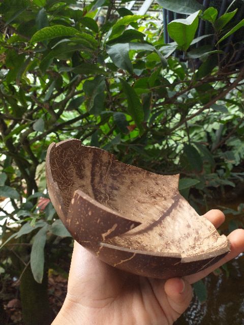 Dĩa gáo dừa, cắt hình trái tim, chiếc lá, hoa. Như hình mẫu. Làm từ 100%gáo dừa thiên nhiên,.......................