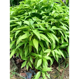 Cây giống hoàn ngọc trắng