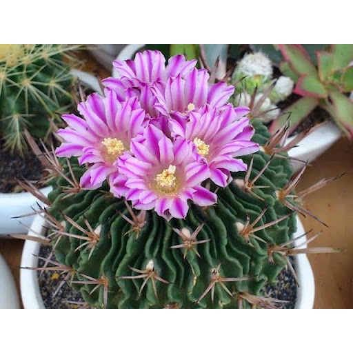 Xương rồng Trúc Ngọc size 4 cm
