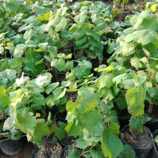 Bong.hạt giống cây nho lùn