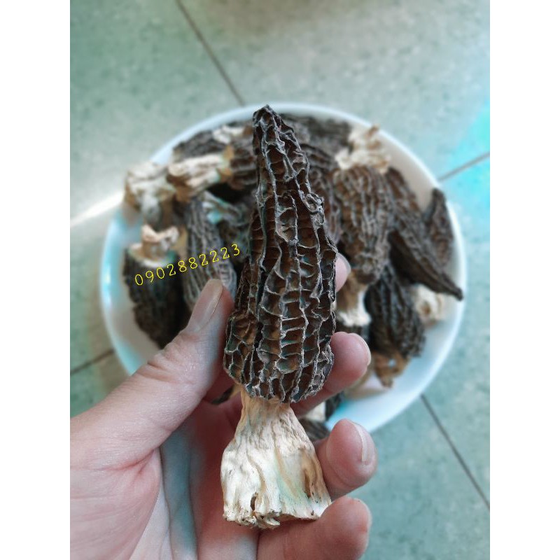 Nấm bụng dê - Nấm quý ( 50g )