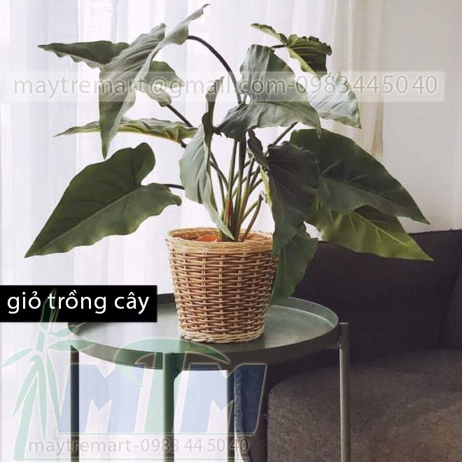 Sọt mây l Chậu mây trồng cây, trang trí.