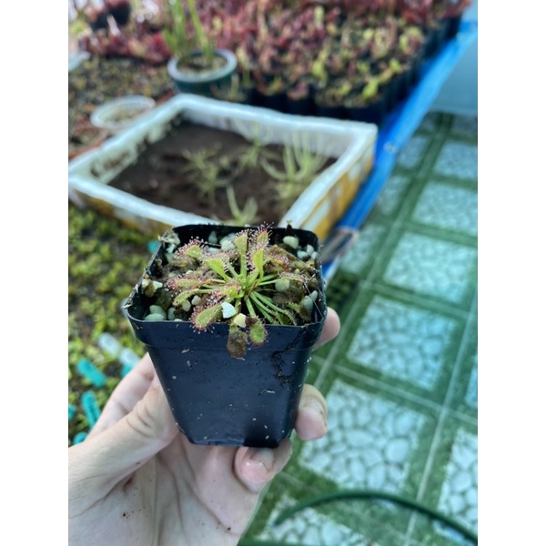 Cây gọng vó Capillaris var.alba, drosera Capillaris var.alba
