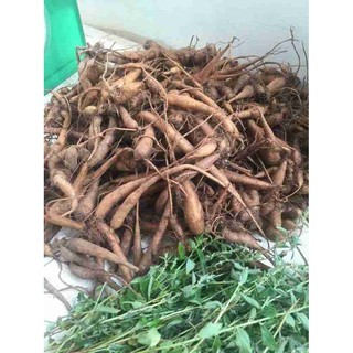 cây Sâm đất Côn Đảo ( loại sâm quý tốt cho sức khỏe)