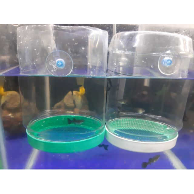 Lồng đẻ cho cá guppy (7 màu)