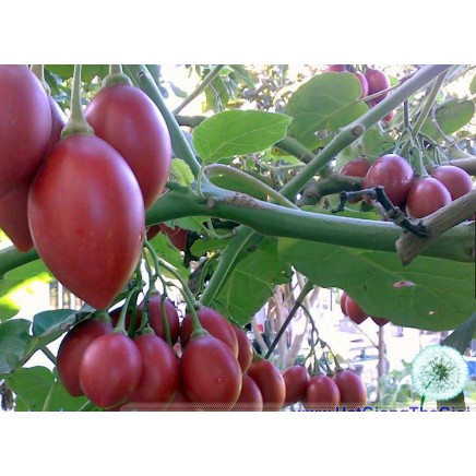 10h Hạt Giống Cà Chua Thân Gỗ Tamarillo Đỏ (A3.103| C3*W45)