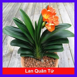 Cây lan quân tử - cây cảnh để bàn - caykiengsadec