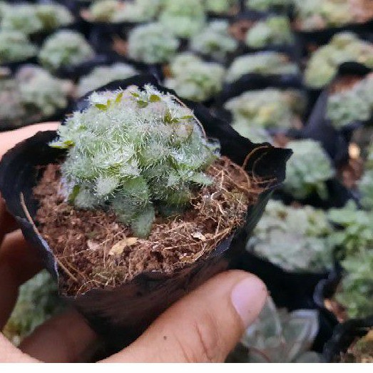 Cây sen đá phật bà lông giống mới LAFA GARDEN, lá có lớp lông phủ màu trắng