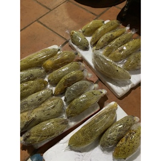 Mật ong ruồi nguyên tổ