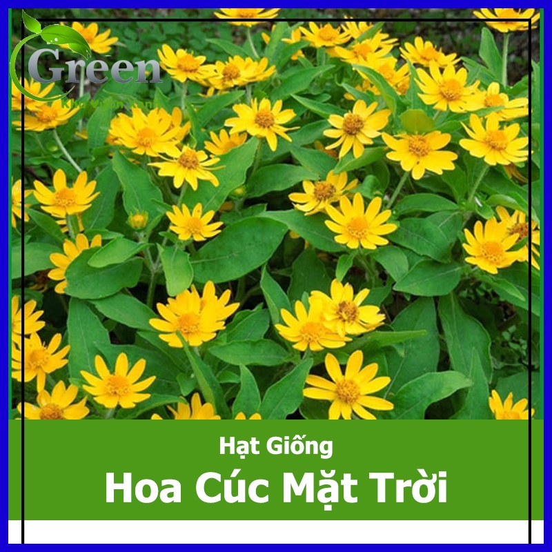 Hạt Giống Hoa Cúc Mặt Trời