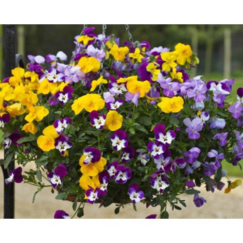 Bán buôn BỘ 2 gói hạt giống hoa bướm PANSY nhiều màu tặng kèm 01 gói phân bón bao đẹp