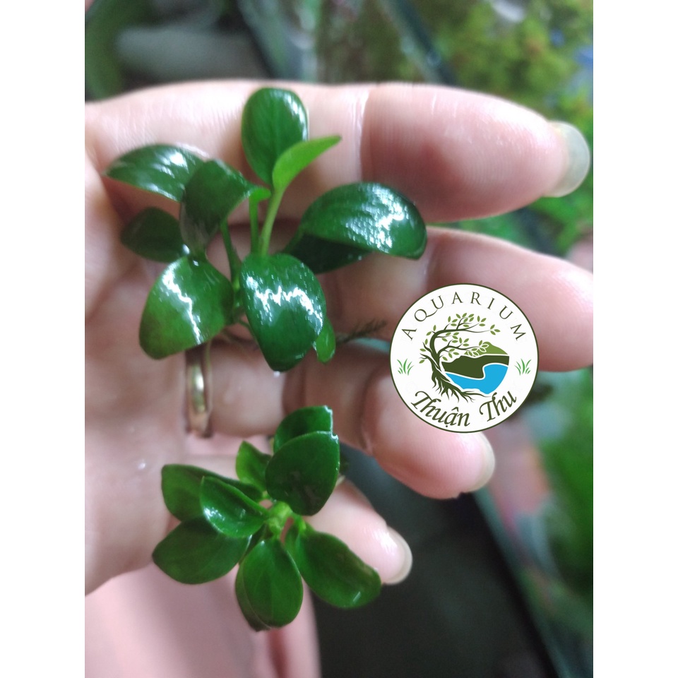 Ráy nana petite Thái full lá nước dễ trồng trang trí bonsai bể thủy sinh siêu đẹp