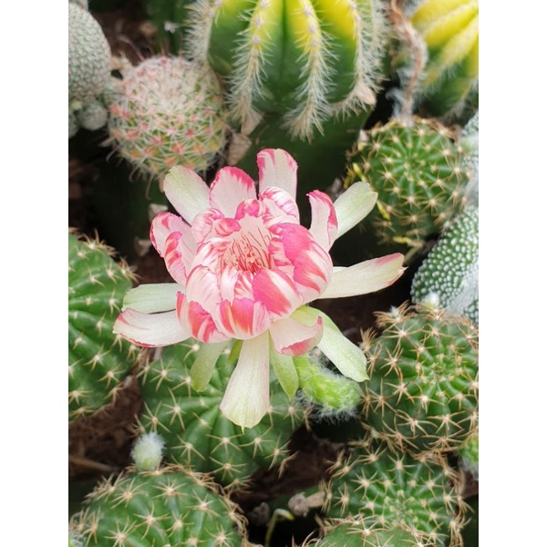 Xương rồng Lobivia Bicolor