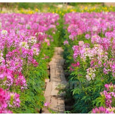 50⚡️HẠT GIỐNG HOA TÚY ĐIỆP⚡️NHIỀU MÀU SIÊU ĐẸP NÀY MẦM 100%