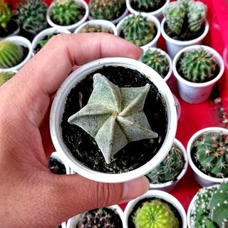 Xương rồng astro sao trắng