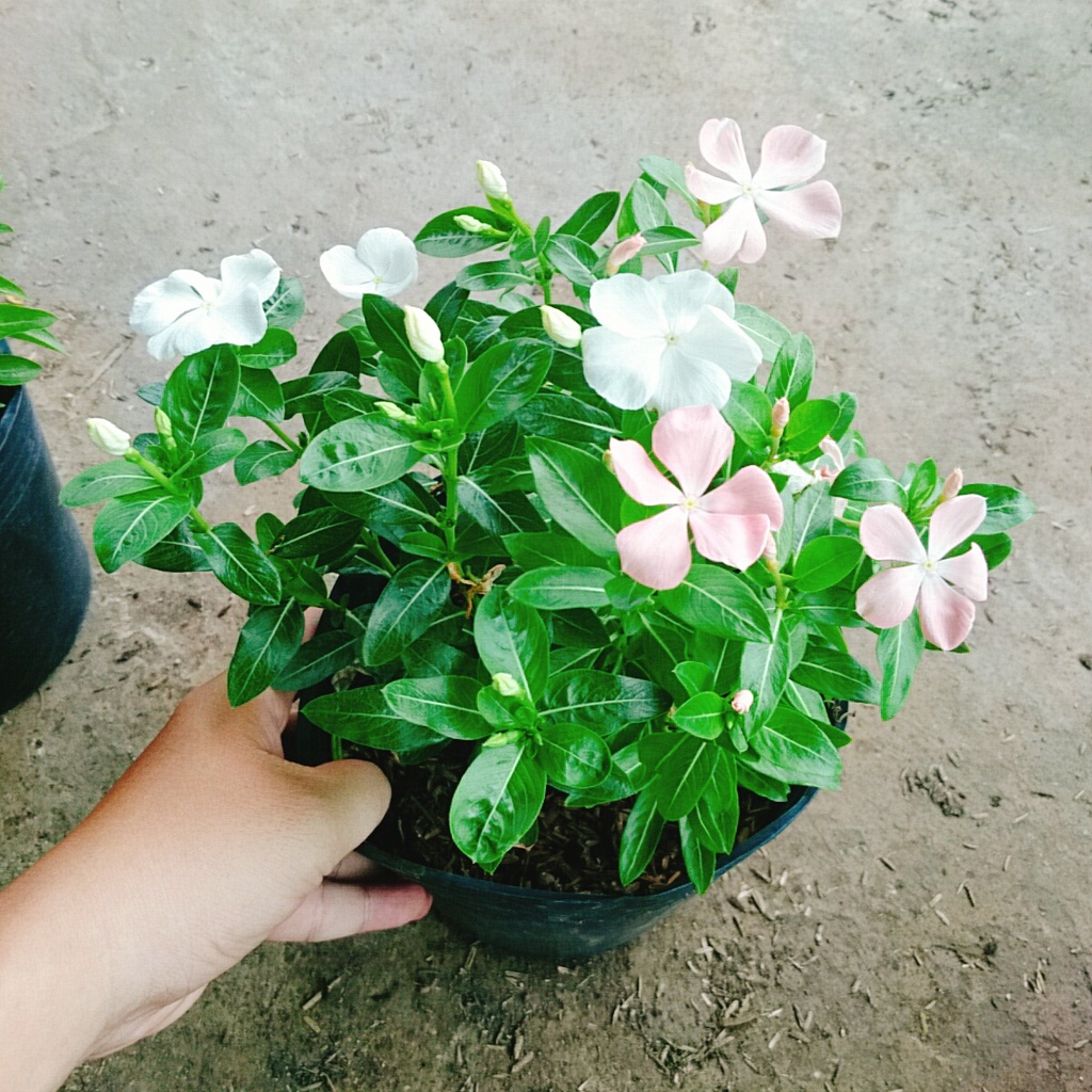 Cây hoa dừa cạn nhiều màu , cây nở hoa rực rỡ quanh năm, cây hoa cảnh trồng ban công, sân vườn - caykiengsadec