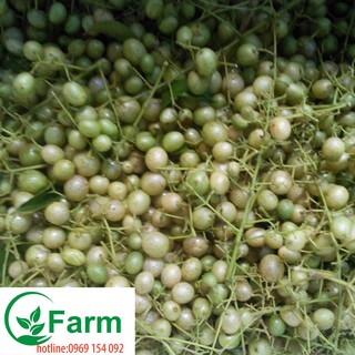 cây móc mật