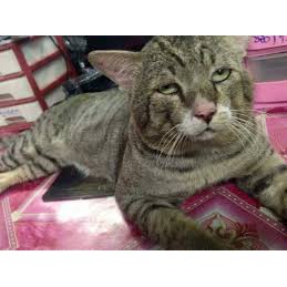 (Tuyp 40ml) Cỏ mèo ngửi Catnip cỏ bạc hà cho mèo phê