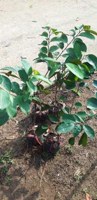 Cây vú sữa mica.