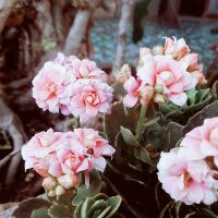 Cành sống đời kép nhiều màu