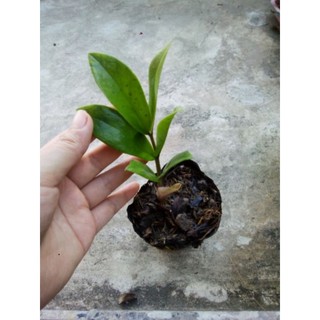 cây kim tiền mini (kim phát tài)