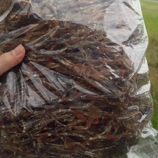 [freeship 99k toàn quốc khô nhái đồng tươi ngon 1kg