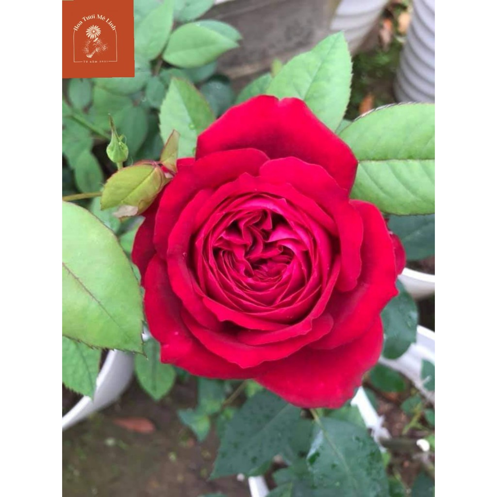 Hoa hồng ngoại Janice Kellogg – Hoa hồng Pháp màu đỏ hoa to siêu đẹp-Hoatuoimelinh