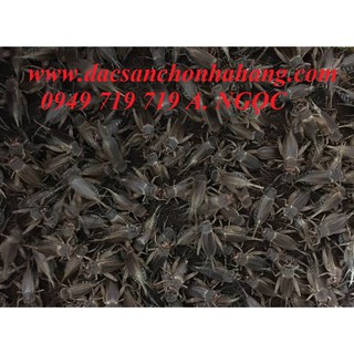 Khay trứng giống dế vàng