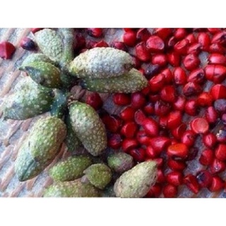 GIỐNG Cây Dổi LẤY HẠT (Dổi cấy mô)