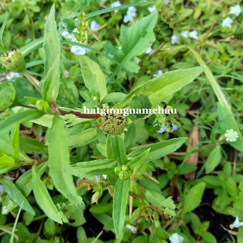 50H - HẠT GIỐNG THẢO DƯỢC CỎ MỰC NHỌ NỒI