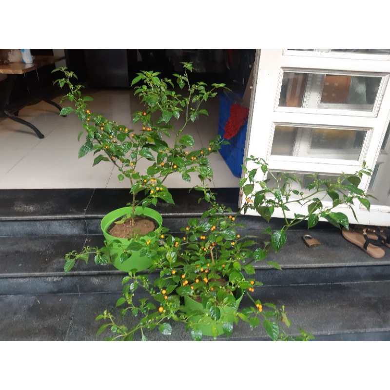(tặng 20 trái ớt) cây ớt charapita đang hoa trái.