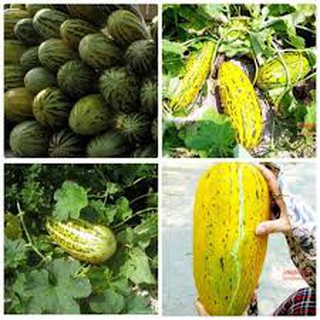 Hạt giống dưa bở quả dài (10g)