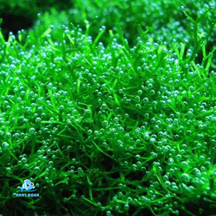Cây thủy sinh Rêu Riccia - Riccia Moss