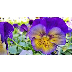 Hạt giống hoa Pansy nữ hoàng các loài hoa - tặng gói hajt ngẫu nhiên
