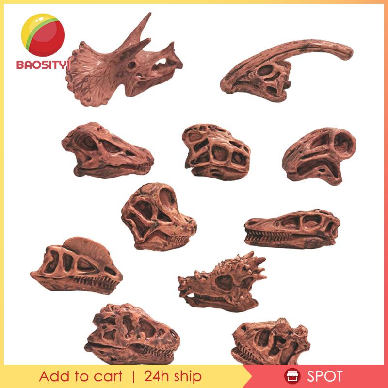 [Baosity1] Mô Hình Đầu Lâu Khủng Long Hóa Thạch Trang Trí Nội Thất Giảng Dạy