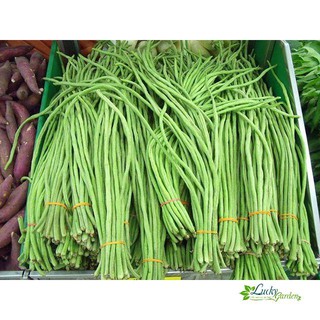 10g Hạt giống Đậu đũa (tặng gói Kích nẩy mầm và Hướng dẫn) XTRA