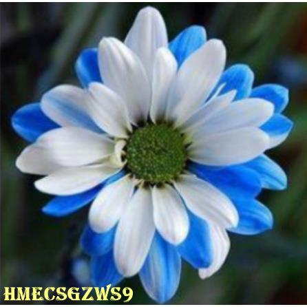 Hạt giống hoa sao nhay mix nhiều mầu 100h