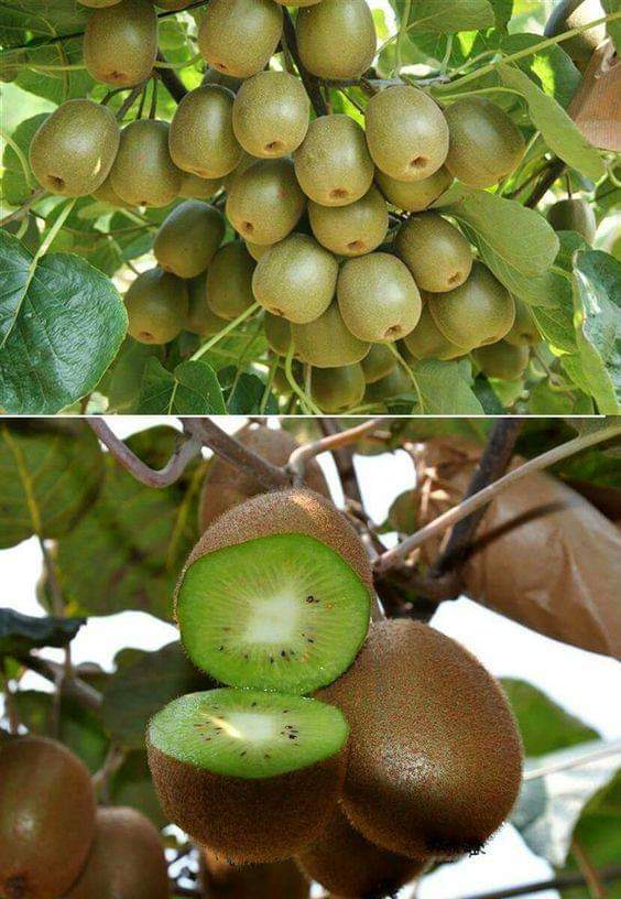 Giống kiwi ruột vàng