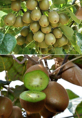 Giống kiwi ruột vàng