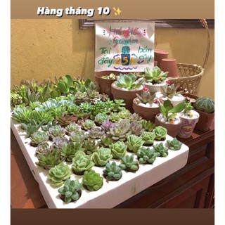 Sen đá bán lẻ ( được chọn loại )