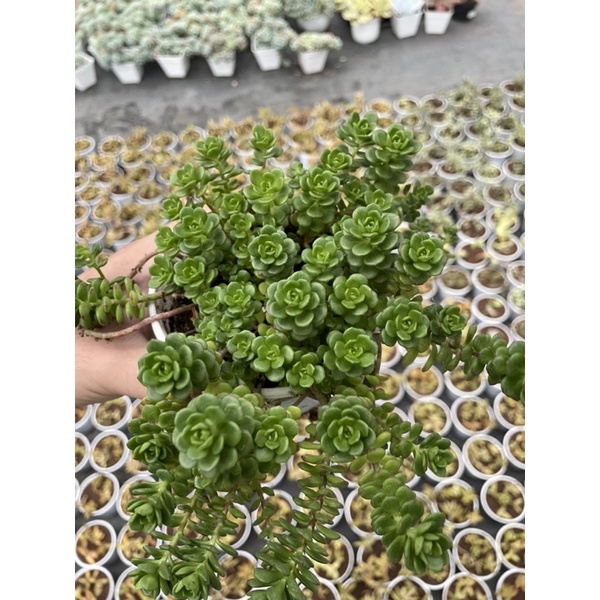 Sen đá sedum hoa hồng xanh SONDA GARDEN size trung bình 10cm, xuất xứ Đà Lạt, khoẻ đẹp, lỗi 1 đổi 1