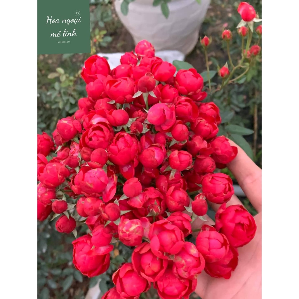 Hoa hồng trứng đỏ SIÊU HOA - dễ chăm sóc, hoa quanh năm - Hoangoaimelinh