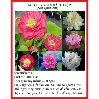 5 hạt - Hạt giống sen quan âm nhiều màu