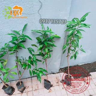 cây vối giống-combo 5 cây