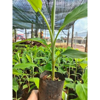 Giống Cây chuối lân đà lạt cấy mô (cho trái siêu sớm)